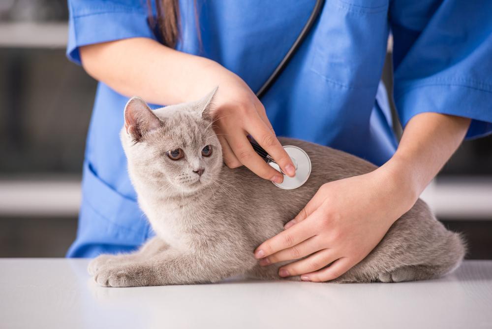 Managing Diabetes Mellitius in Cats