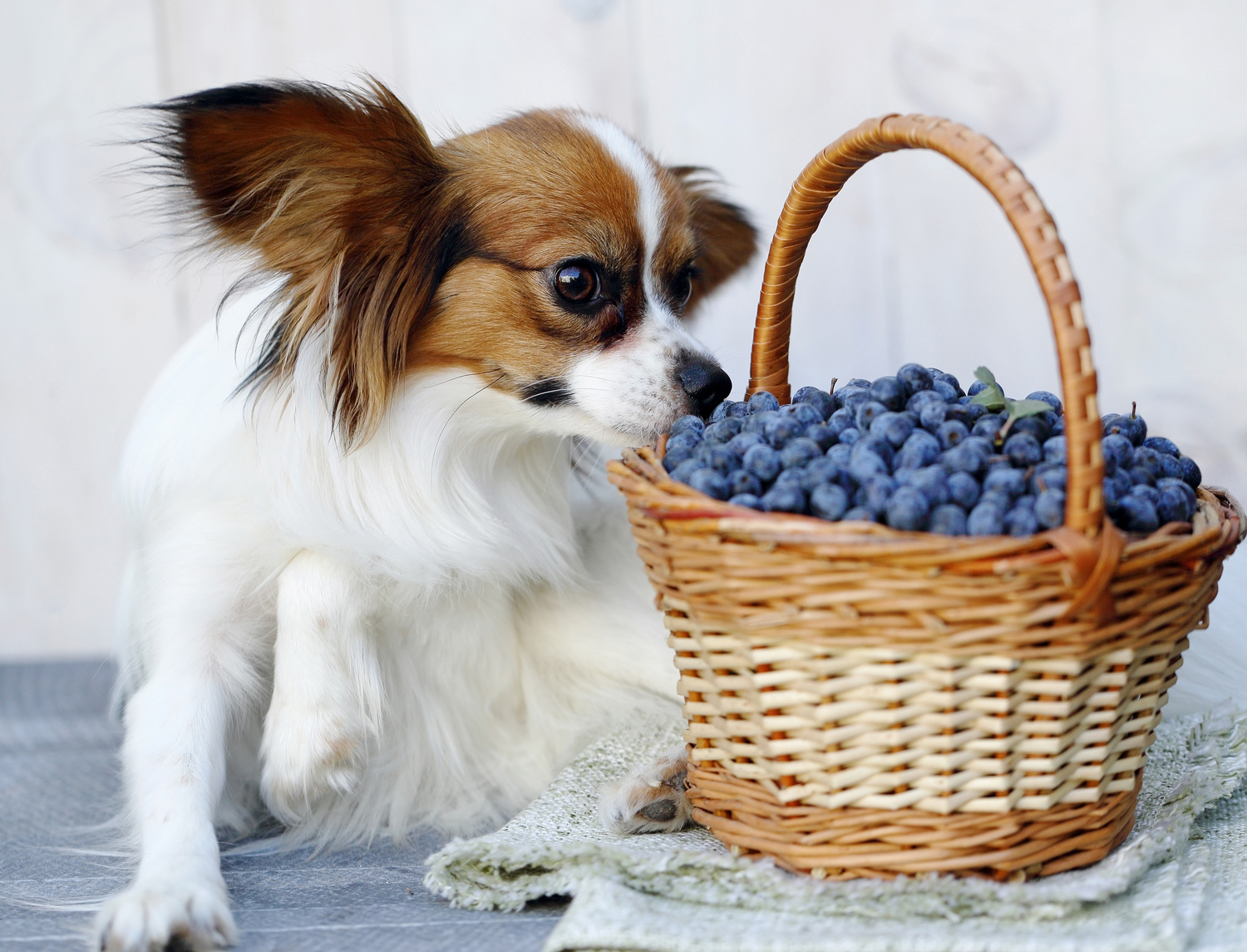 Dog Food Feeding Tips