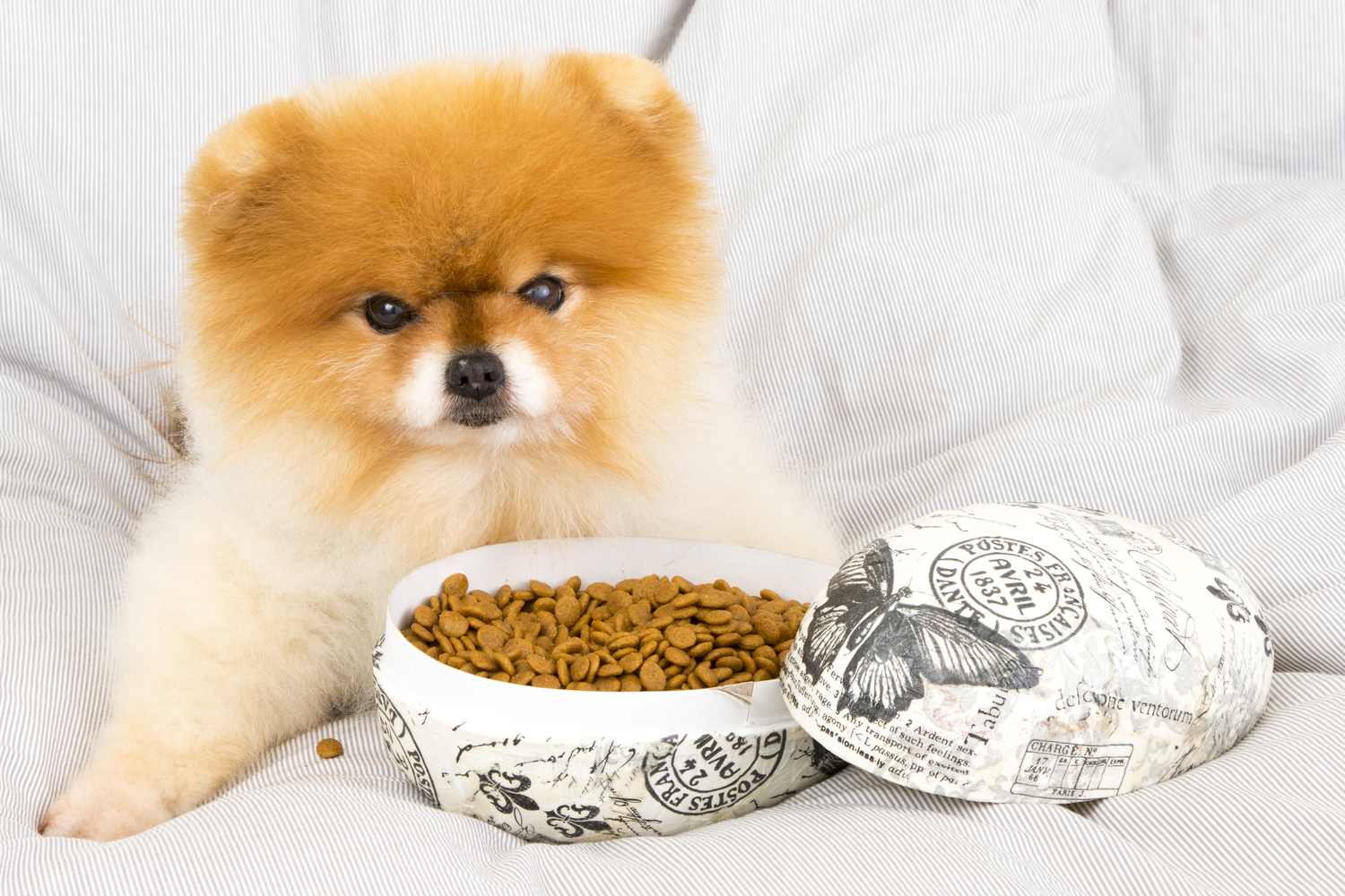 Surprising Sources of Food Toxicity for Pets