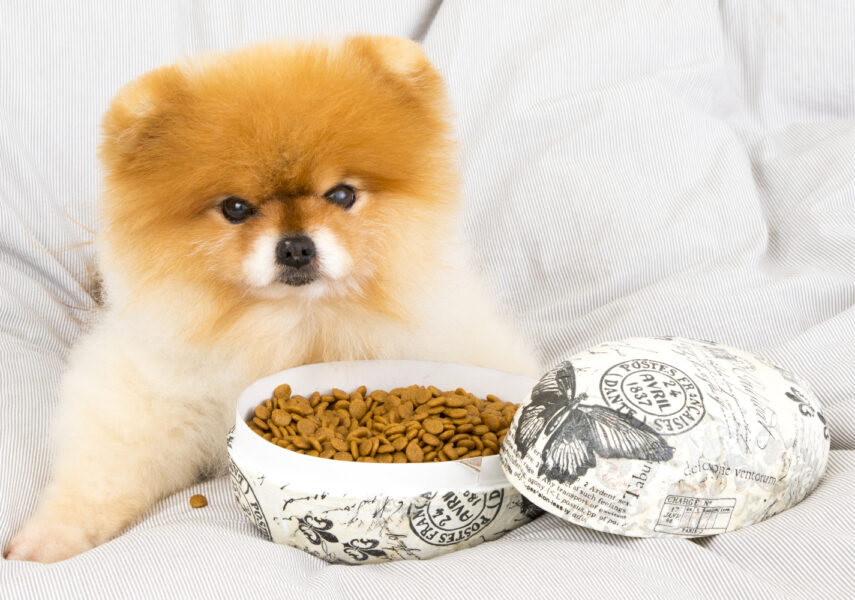 Surprising Sources of Food Toxicity for Pets